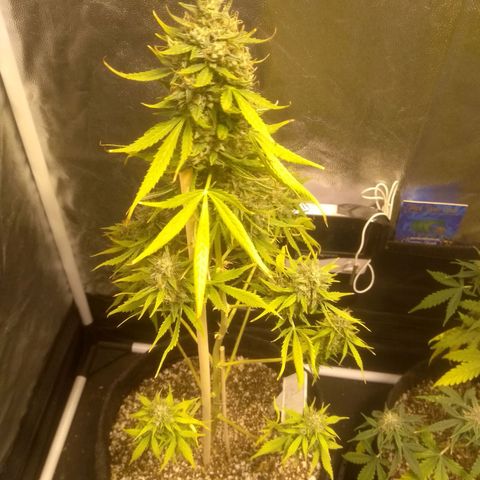 Lemon kush #1 growlog timeline photo
