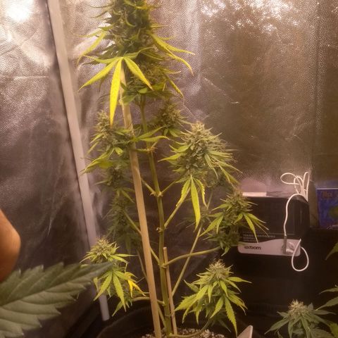 Lemon kush #1 growlog timeline photo