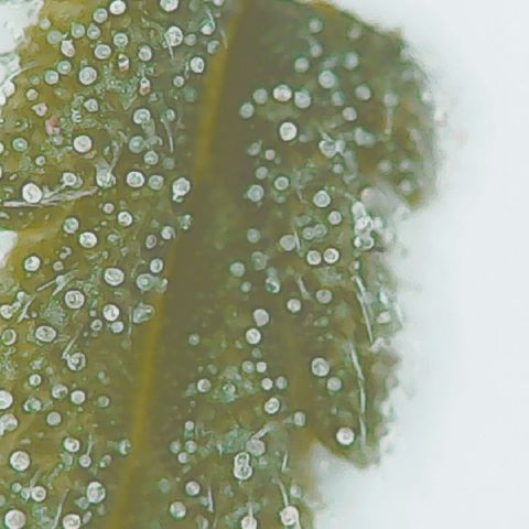 Lemon kush #1 growlog timeline photo