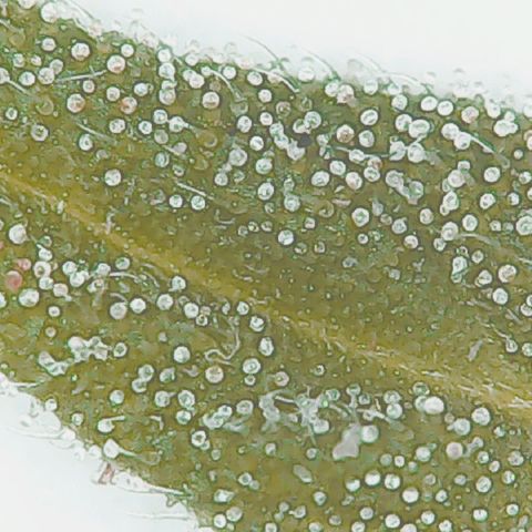 Lemon kush #1 growlog timeline photo