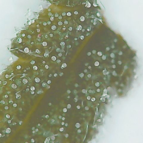 Lemon kush #1 growlog timeline photo