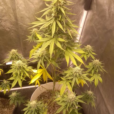 Critical #2 growlog timeline photo