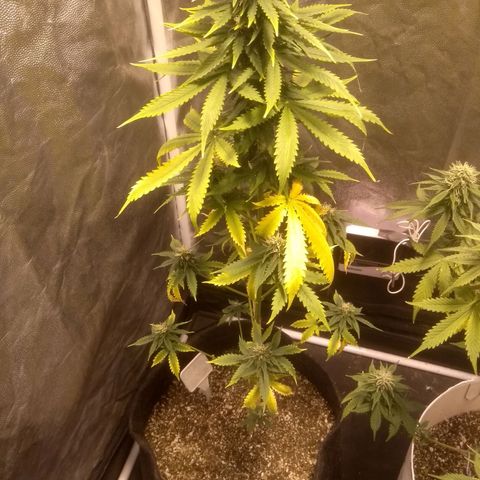 Critical #2 growlog timeline photo