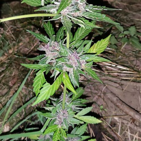 (A-OD) [05/21] {ZAM} - Do-Si-Dos growlog timeline photo
