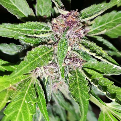 (A-OD) [05/21] {ZAM} - Do-Si-Dos growlog timeline photo