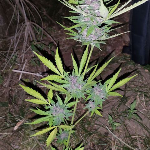 (A-OD) [05/21] {ZAM} - Do-Si-Dos M growlog timeline photo