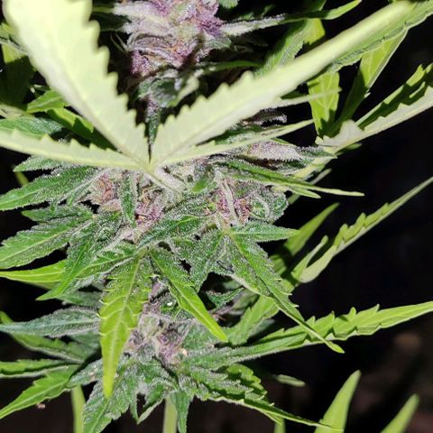 (A-OD) [05/21] {ZAM} - Do-Si-Dos M growlog timeline photo