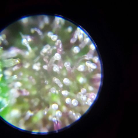 (A-OD) [05/21] {ZAM} - Do-Si-Dos growlog timeline photo