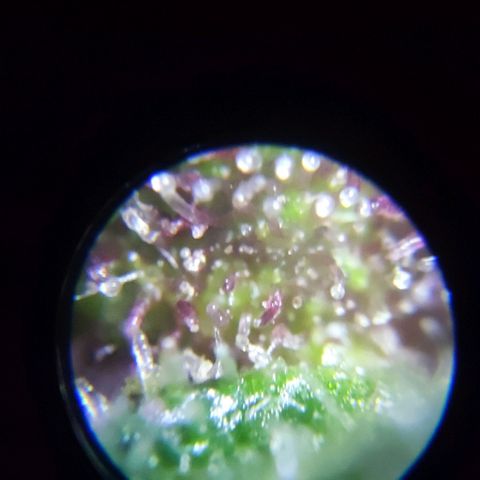 (A-OD) [05/21] {ZAM} - Do-Si-Dos M growlog timeline photo