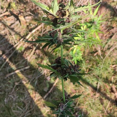 (A-OD) [05/21] {ZAM} - Do-Si-Dos growlog timeline photo