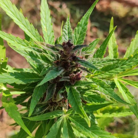 (A-OD) [05/21] {ZAM} - Do-Si-Dos M growlog timeline photo