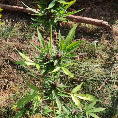 (A-OD) [05/21] {ZAM} - Do-Si-Dos M growlog timeline photo