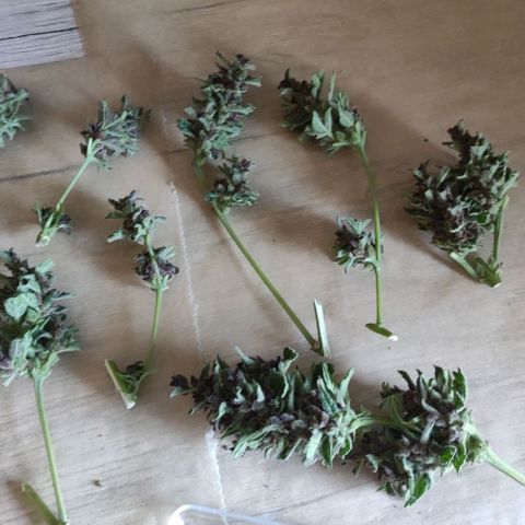 (A-OD) [05/21] {ZAM} - Do-Si-Dos M growlog timeline photo