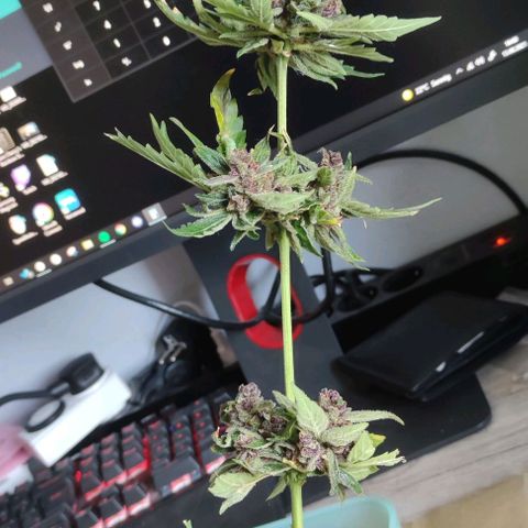 (A-OD) [05/21] {ZAM} - Do-Si-Dos growlog timeline photo
