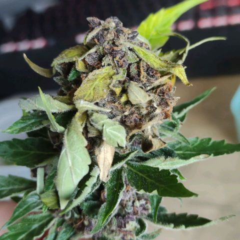 (A-OD) [05/21] {ZAM} - Do-Si-Dos growlog timeline photo