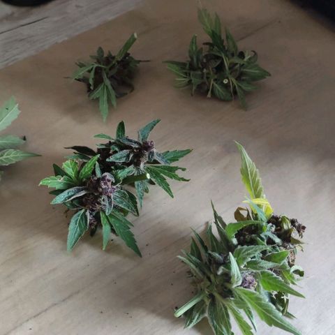 (A-OD) [05/21] {ZAM} - Do-Si-Dos growlog timeline photo