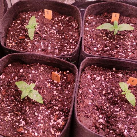 (A-ID) [02/22] {BF} - Zkittlez OG #4 growlog timeline photo