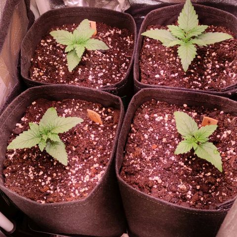 (A-ID) [02/22] {BF} - Zkittlez OG #4 growlog timeline photo
