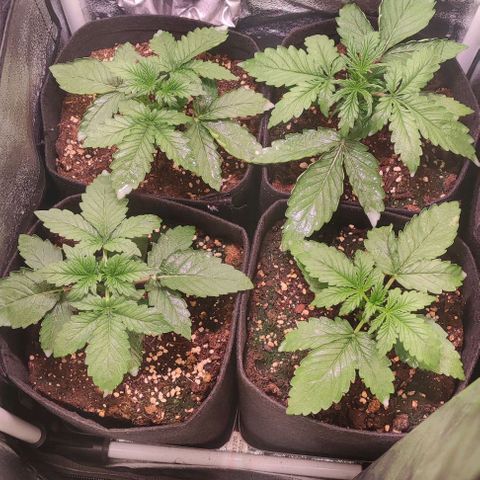 (A-ID) [02/22] {BF} - Zkittlez OG #4 growlog timeline photo