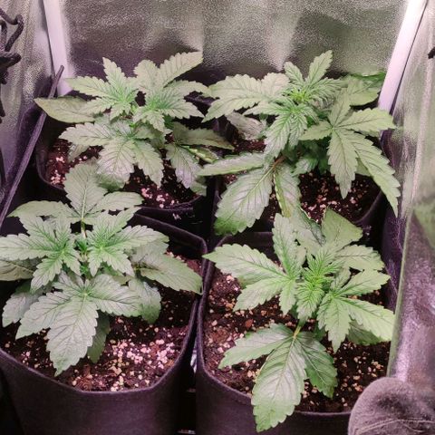 (A-ID) [02/22] {BF} - Zkittlez OG #4 growlog timeline photo