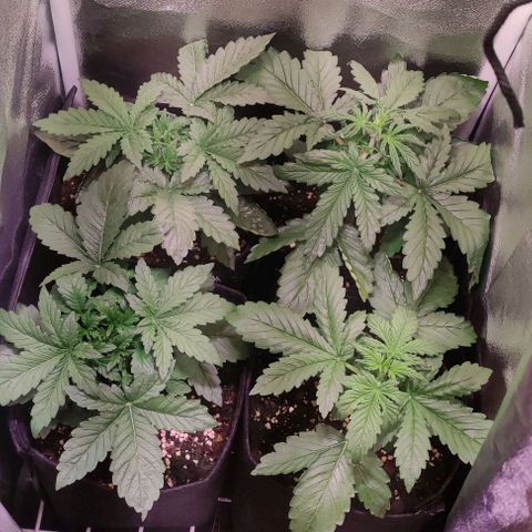 (A-ID) [02/22] {BF} - Zkittlez OG #4 growlog timeline photo