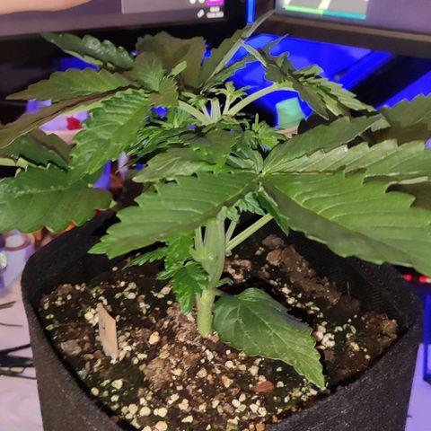 (A-ID) [02/22] {BF} - Zkittlez OG #4 growlog timeline photo