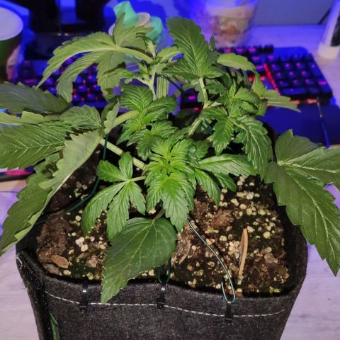 (A-ID) [02/22] {BF} - Zkittlez OG #4 growlog timeline photo