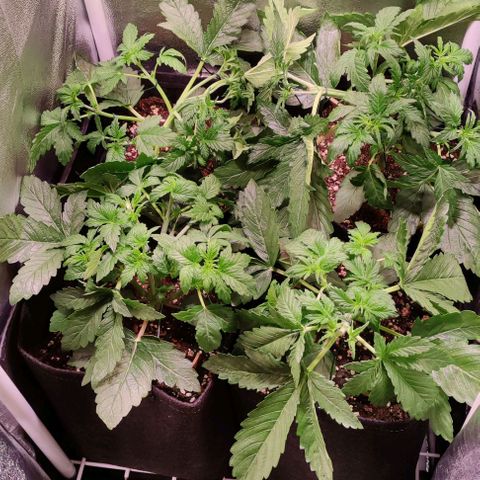 (A-ID) [02/22] {BF} - Zkittlez OG #4 growlog timeline photo