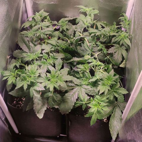 (A-ID) [02/22] {BF} - Zkittlez OG #4 growlog timeline photo