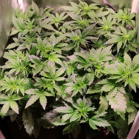 (A-ID) [02/22] {BF} - Zkittlez OG #4 growlog timeline photo