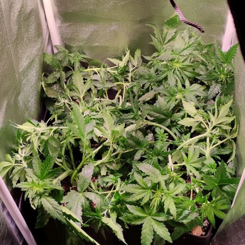 (A-ID) [02/22] {BF} - Zkittlez OG #4 growlog timeline photo