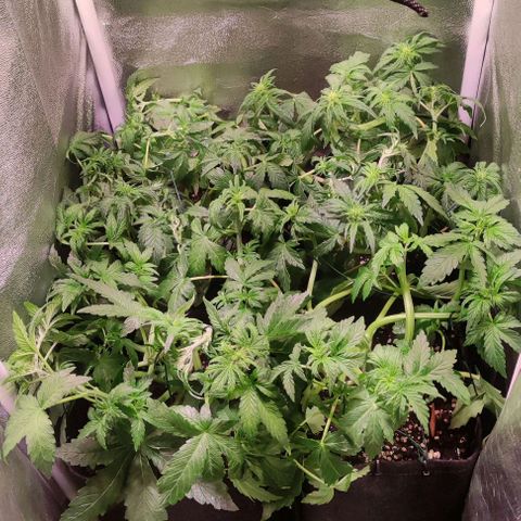 (A-ID) [02/22] {BF} - Zkittlez OG #4 growlog timeline photo