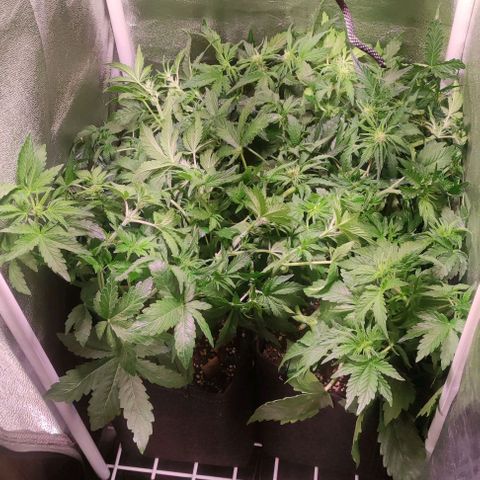 (A-ID) [02/22] {BF} - Zkittlez OG #4 growlog timeline photo