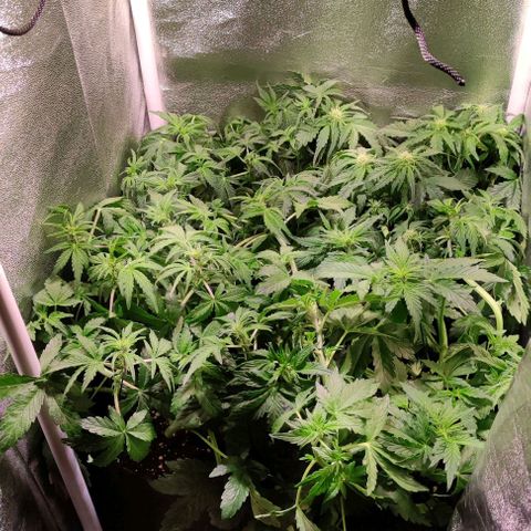 (A-ID) [02/22] {BF} - Zkittlez OG #4 growlog timeline photo