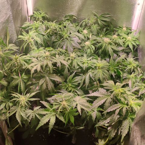 (A-ID) [02/22] {BF} - Zkittlez OG #4 growlog timeline photo