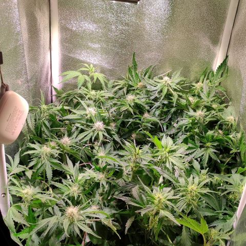 (A-ID) [02/22] {BF} - Zkittlez OG #4 growlog timeline photo
