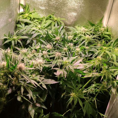 (A-ID) [02/22] {BF} - Zkittlez OG #4 growlog timeline photo