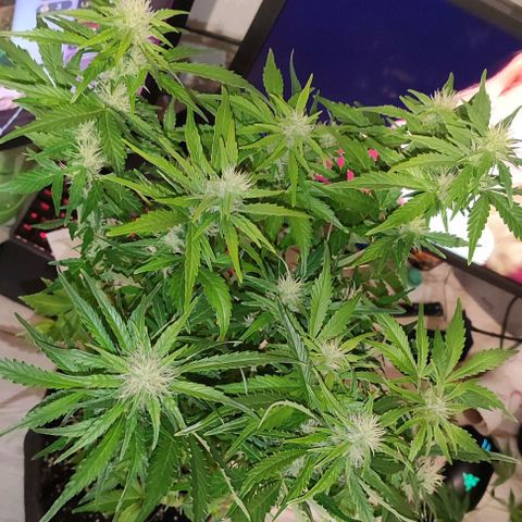 (A-ID) [02/22] {BF} - Zkittlez OG #4 growlog timeline photo