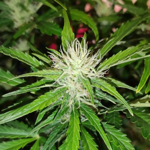 (A-ID) [02/22] {BF} - Zkittlez OG #4 growlog timeline photo