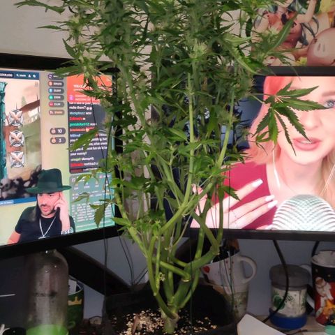 (A-ID) [02/22] {BF} - Zkittlez OG #4 growlog timeline photo