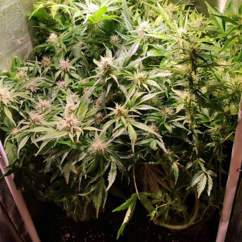 (A-ID) [02/22] {BF} - Zkittlez OG #4 growlog timeline photo