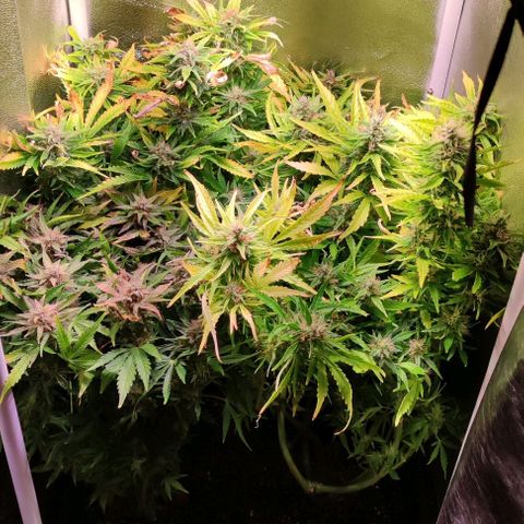 (A-ID) [02/22] {BF} - Zkittlez OG #4 growlog timeline photo