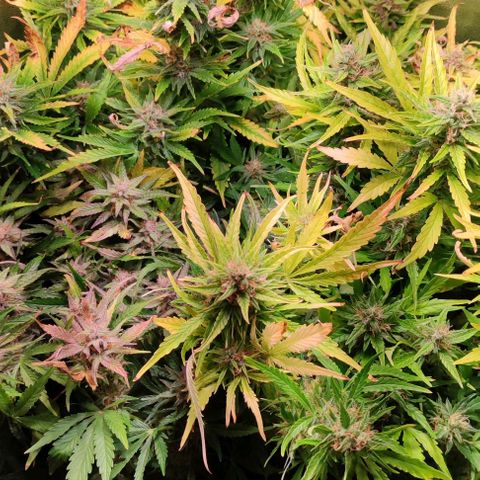 (A-ID) [02/22] {BF} - Zkittlez OG #4 growlog timeline photo