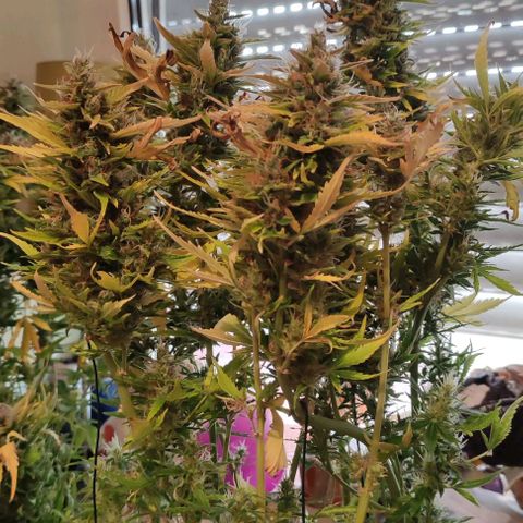(A-ID) [02/22] {BF} - Zkittlez OG #4 growlog timeline photo