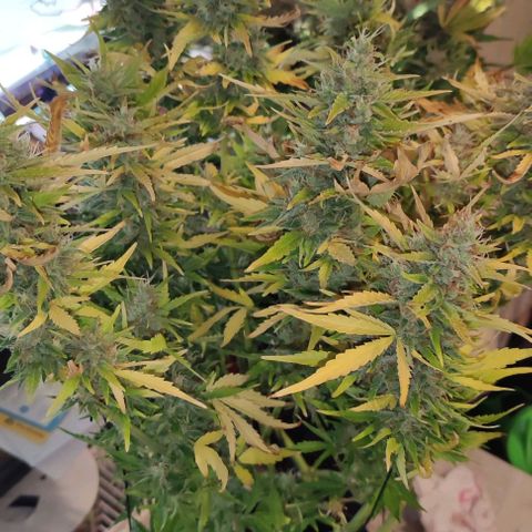 (A-ID) [02/22] {BF} - Zkittlez OG #4 growlog timeline photo