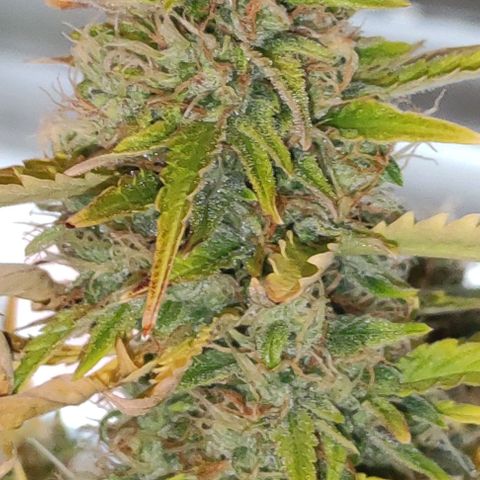 (A-ID) [02/22] {BF} - Zkittlez OG #4 growlog timeline photo