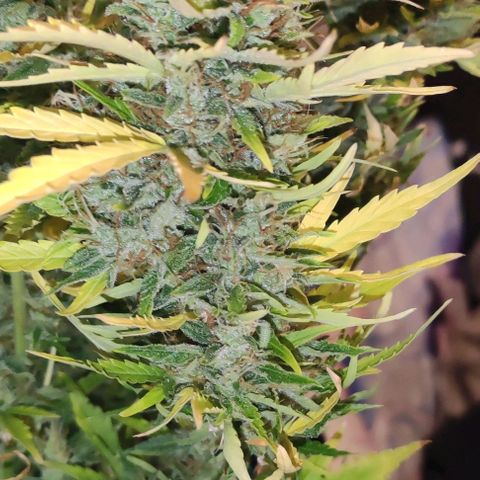 (A-ID) [02/22] {BF} - Zkittlez OG #4 growlog timeline photo