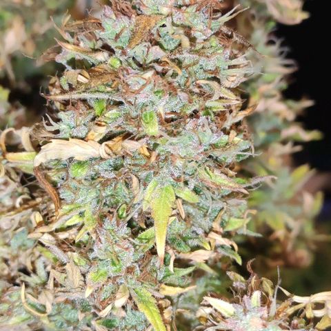 (A-ID) [02/22] {BF} - Zkittlez OG #4 growlog timeline photo
