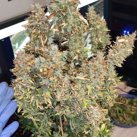(A-ID) [02/22] {BF} - Zkittlez OG #4 growlog timeline photo