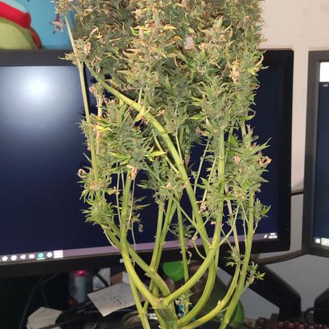 (A-ID) [02/22] {BF} - Zkittlez OG #4 growlog timeline photo